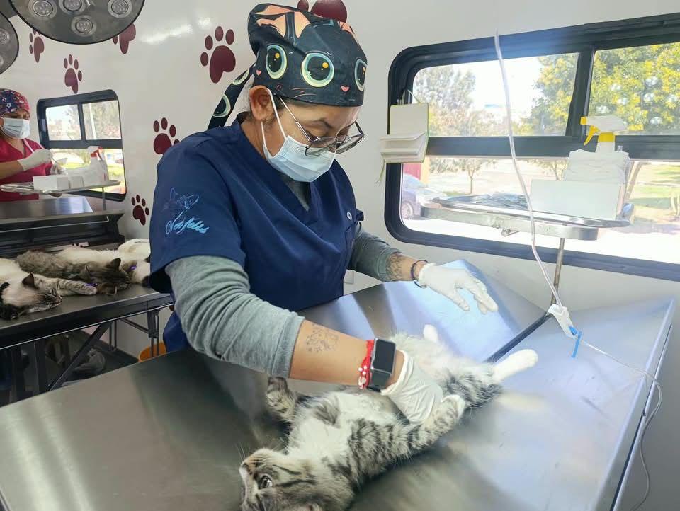 ALCALDESA ROSI WONG IMPULSA JORNADAS DE ESTERILIZACIÓN GRATUITA EN TECÁMAC POR EL BIENESTAR DE TODOS LOS SERES SINTIENTES